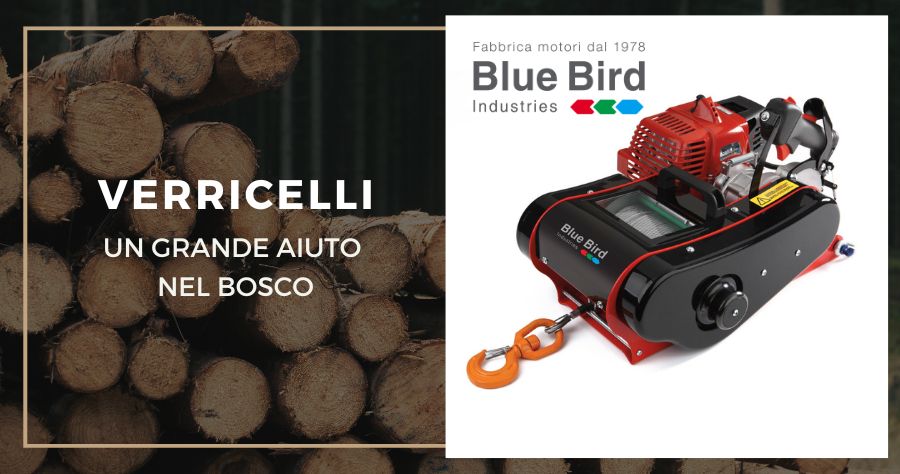 verricelli blue bird